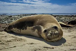 Leonina: Southern elephant seal (Mirounga leonina), female