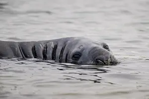 Leonina: Southern elephant seal (Mirounga leonina) lies in