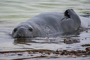 Leonina: Southern elephant seal (Mirounga leonina) lies in