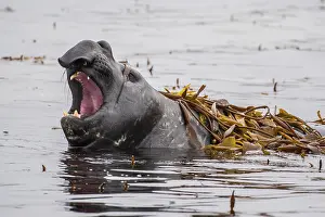 Leonina: Southern elephant seal (Mirounga leonina) lies in