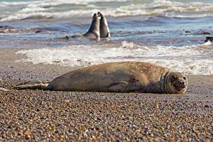 Augustin Esmoris: Southern Elephant Seal (Mirounga leonina) lying