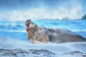Leonina: Southern elephant seal (Mirounga leonina) male roaring