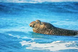 Leonina: Southern elephant seal (Mirounga leonina) male swimming