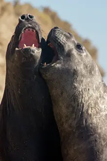 Augustin Esmoris: Southern Elephant Seal (Mirounga leonina) playing