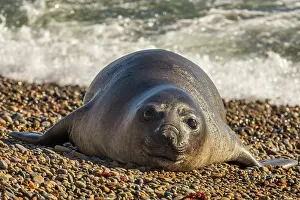 Augustin Esmoris: Southern Elephant Seal (Mirounga leonina) resting