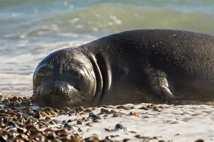 Augustin Esmoris: Southern Elephant Seal (Mirounga leonina) resting