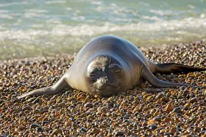 Augustin Esmoris: Southern Elephant Seal (Mirounga leonina) resting