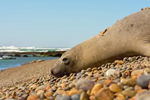 Augustin Esmoris: Southern Elephant Seal (Mirounga leonina) resting