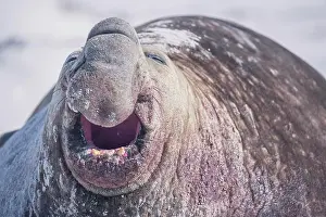 Leonina: Southern elephant seal (Mirounga leonina) roaring