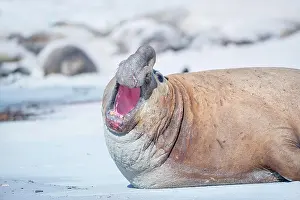 Leonina: Southern elephant seal (Mirounga leonina), roaring