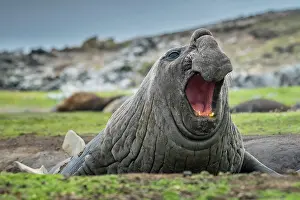 Leonina: Southern elephant seal (Mirounga leonina), roars