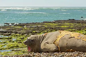 Augustin Esmoris: Southern Elephant Seal (Mirounga leonina) screaming