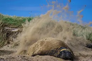 Leonina: Southern elephant seal (Mirounga leonina), throws