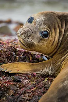 Leonina: Southern elephant seal (Mirounga leonina), young