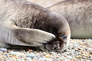 Flipper: Southern Elephant Seal - pup -