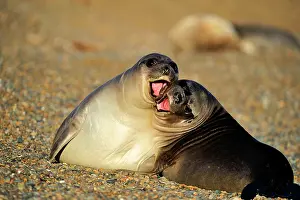Pablo Cersosimo: Southern Elephant Seal - pups playing