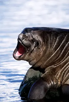 Laughing: SOUTHERN ELEPHANT SEAL - on rock, with mouth open