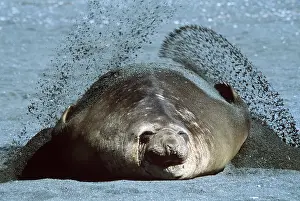 Seals: SOUTHERN ELEPHANT SEAL - Sanding to protect skin