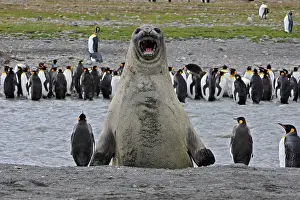 Expresssions: Southern Elephant Seal - showing size comparison