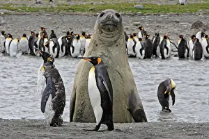 Comparison: Southern Elephant Seal - showing size comparison