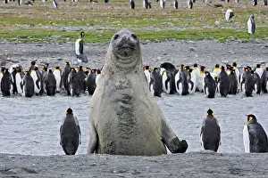 Comparison: Southern Elephant Seal - showing size comparison