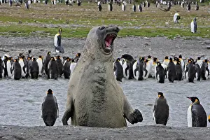 Comparison: Southern Elephant Seal - showing size comparison