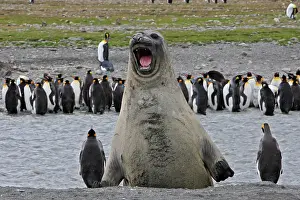 Comparison: Southern Elephant Seal - showing size comparison