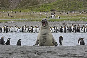 Comparison: Southern Elephant Seal - showing size comparison