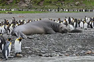 Comparison: Southern Elephant Seal - showing size comparison