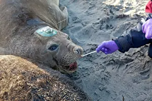 Samples: Southern Elephant Seal - with tag - having examination