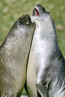 Bulls: Southern Elephant Seal - two young bulls sparring, facing