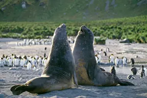 Charging: Southern Elephant Seal - young male play fighting