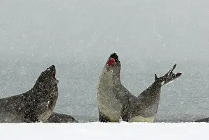 Blizzards: Southern Elephant Seal - young males fighting in blizzard