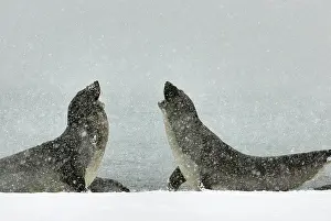 Blizzards: Southern Elephant Seal - young males fighting in blizzard
