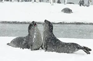 Blizzards: Southern Elephant Seal - young males fighting in blizzard