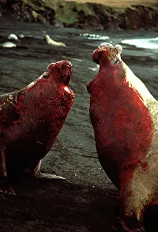 Crozet: Southern Elephant Seals - 2 male bulls fighting