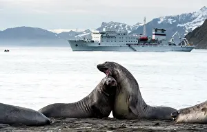 Expedition: Southern Elephant Seals fighting on beach with expedition
