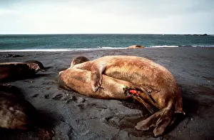Genitalia: Southern Elephant Seals - mating