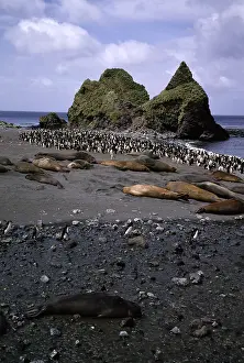 Schlegelii: Southern elephant seals (Mirounga leonina) and