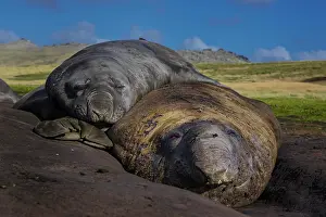 Leonina: Southern elephant seals (Mirounga leonina), Carcass