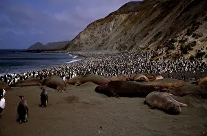 Macquarie: Southern elephant seals (Mirounga leonina) on beach.with