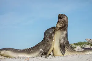 Falklands: Southern Elephant Seals - Play Fighting - Falkland