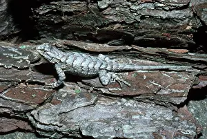Undulatus: Southern Fence Lizard