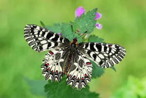 Polyxena: Southern Festoon