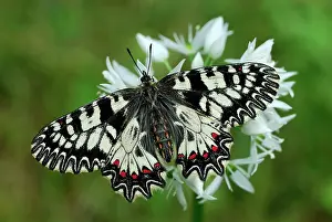 Polyxena: Southern Festoon