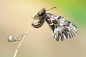 Polyxena: Southern Festoon
