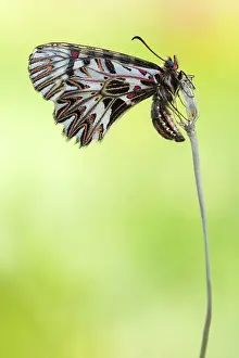 Polyxena: Southern Festoon