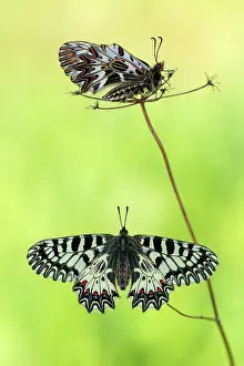 Polyxena: Southern Festoon
