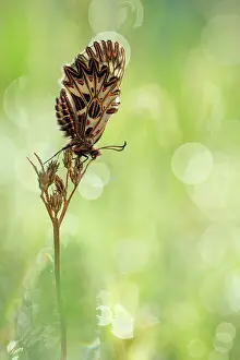 Gender: Southern Festoon
