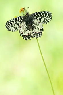 Gender: Southern Festoon